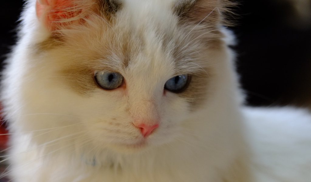 Розовый нос у кошки рэгдолл