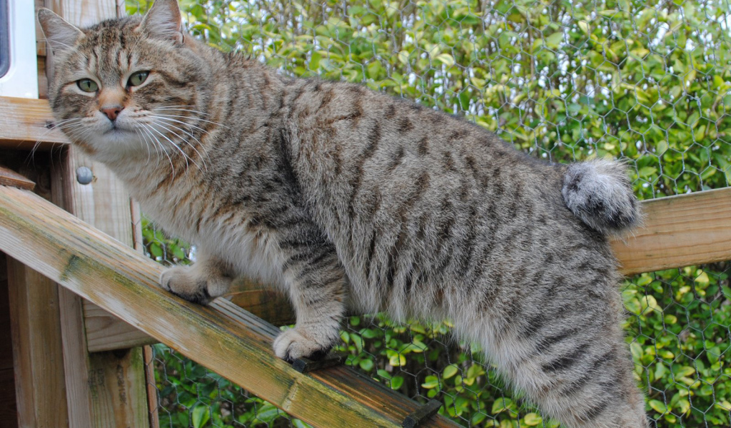 Пиксибоб на природе