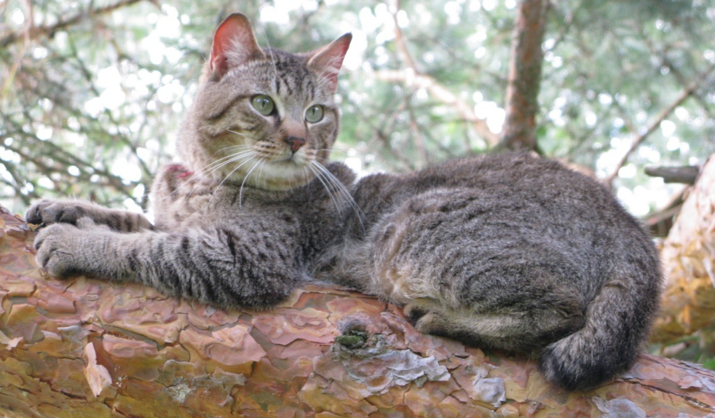 Кот пиксибоб на дереве