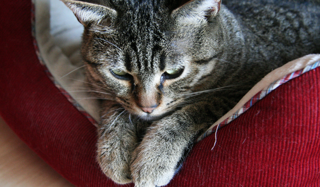 Пиксибоб свесил лапки