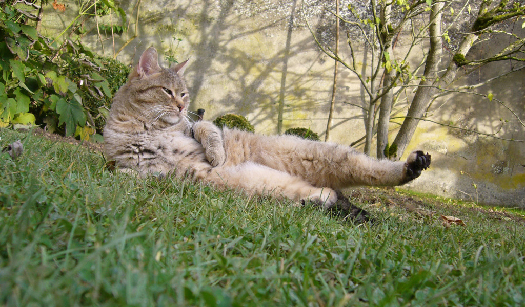 Пиксибоб гуляет на улице