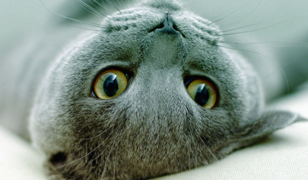 Игривая русская голубая кошка