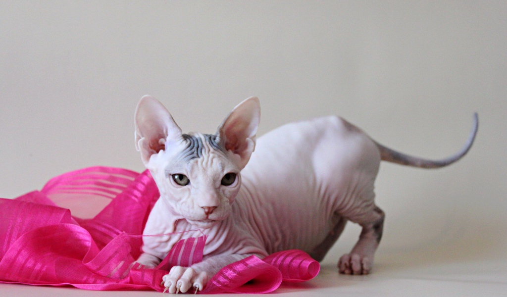 Игривый кот петерболд