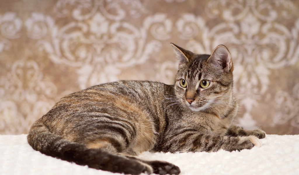 Игривая кошка на ковре