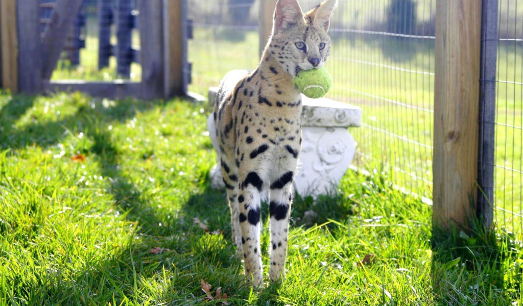 Игривая кошка саванна