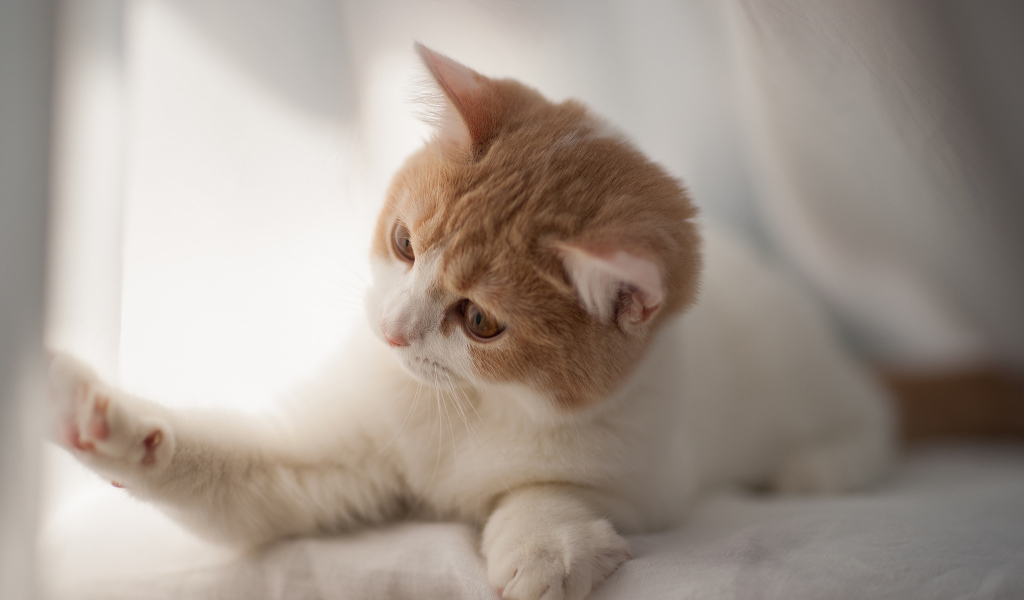 Игривый котенок