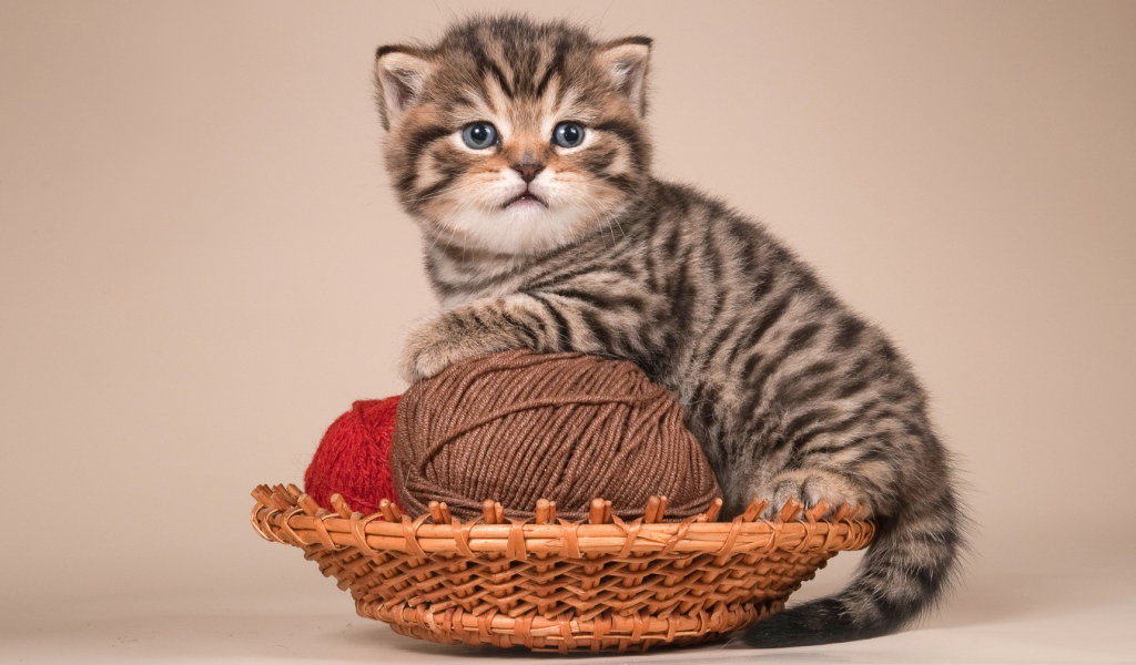 Игривый котенок британской короткошерстной кошки