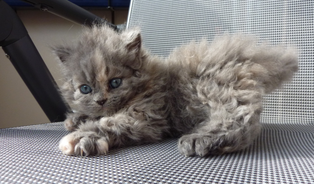 Игривый котенок селкирк рекс