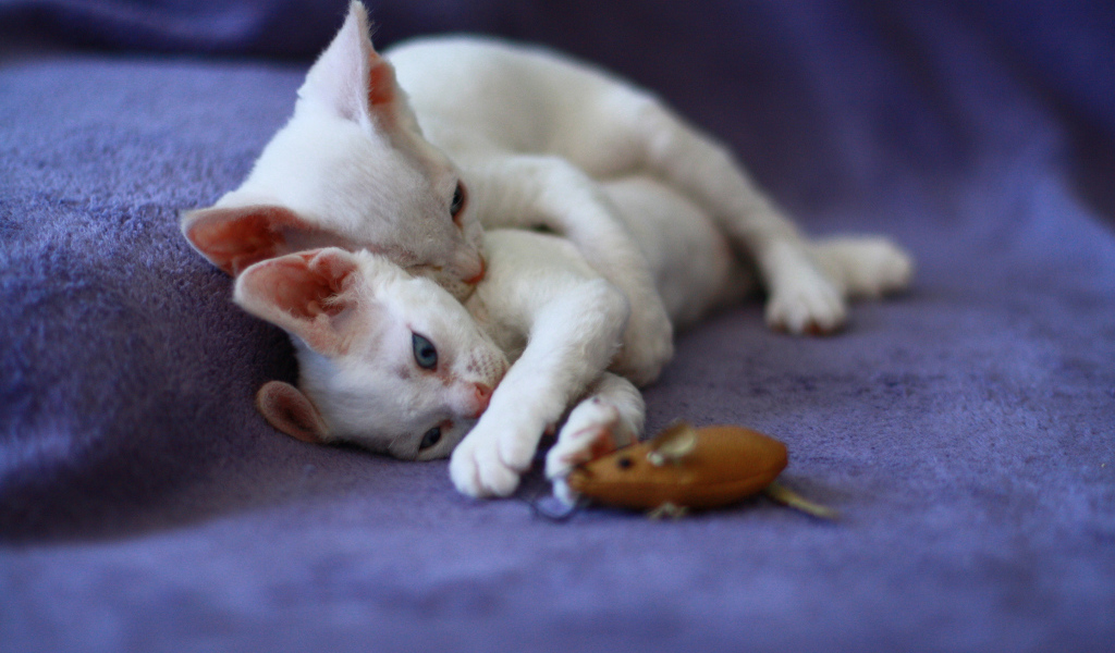Игривые котята девон-рекс