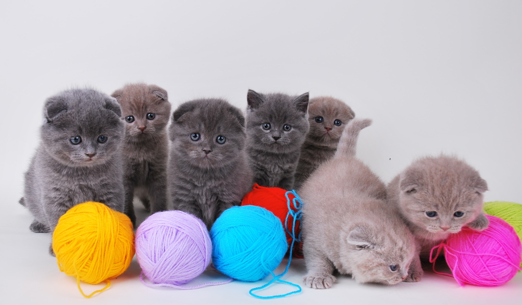 Игривые котята шотландской кошки