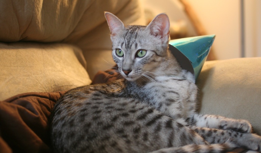 Гордая египетская мау