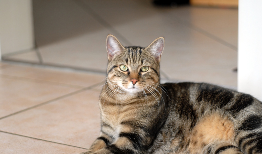 Гордая европейская короткошерстная кошка