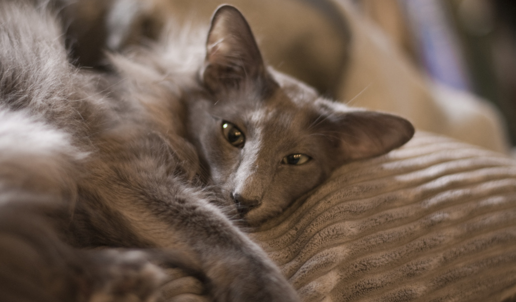 Гордая ориентальная длинношерстная кошка