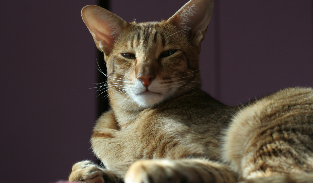 Гордая ориентальная короткошерстная кошка