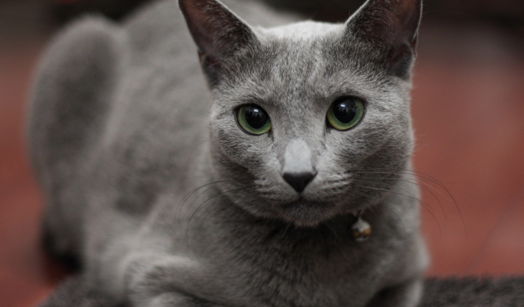 Гордая русская голубая кошка