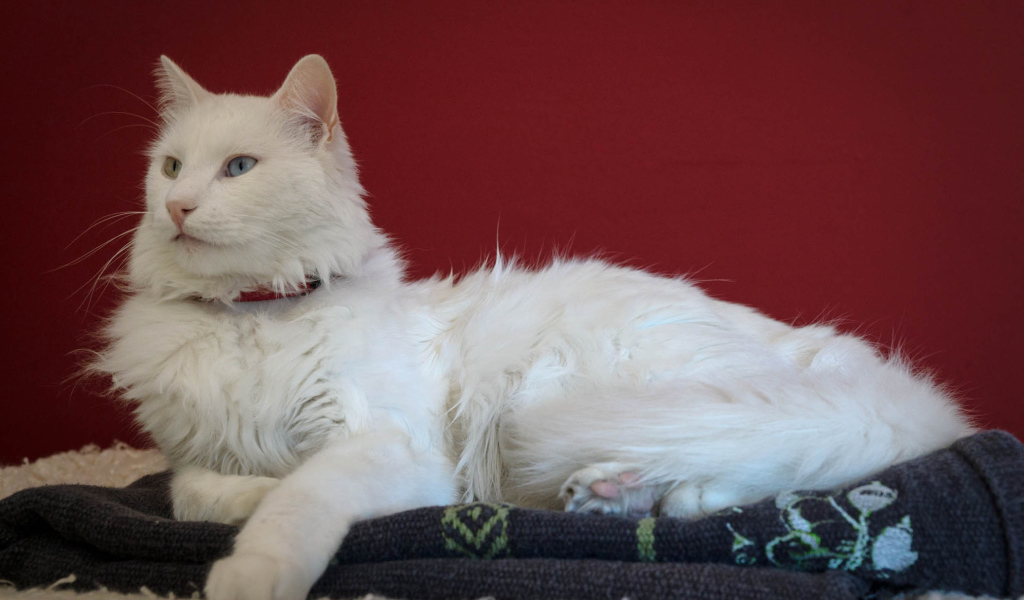 Гордый кот турецкая ангора