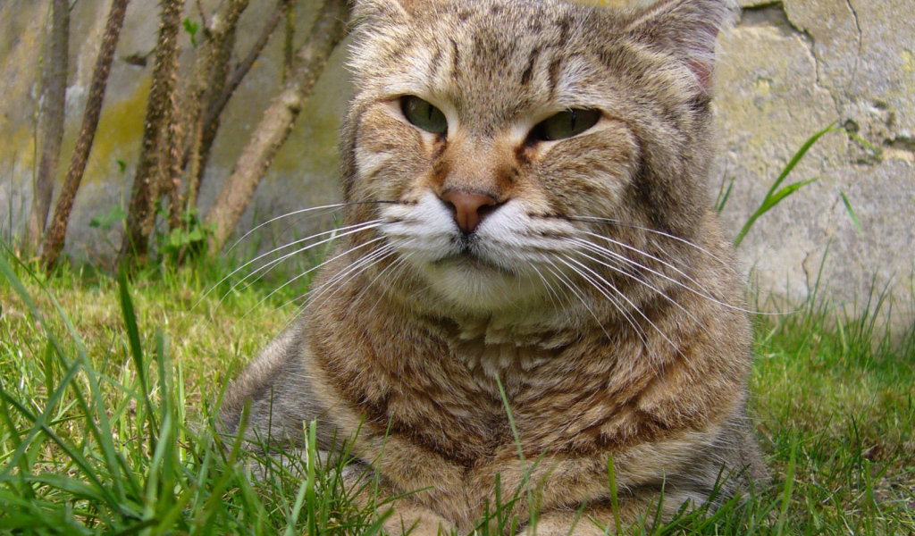 Гордый кот пиксибоб