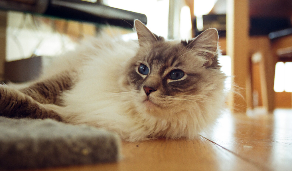 Гордая кошка рэгдолл