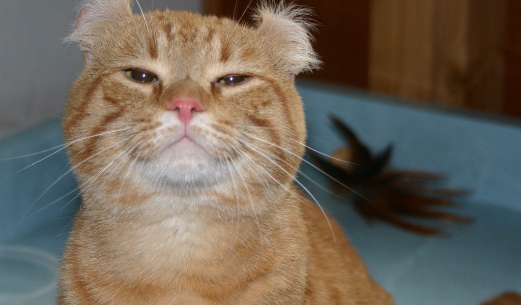 Гордый рыжий американский керл