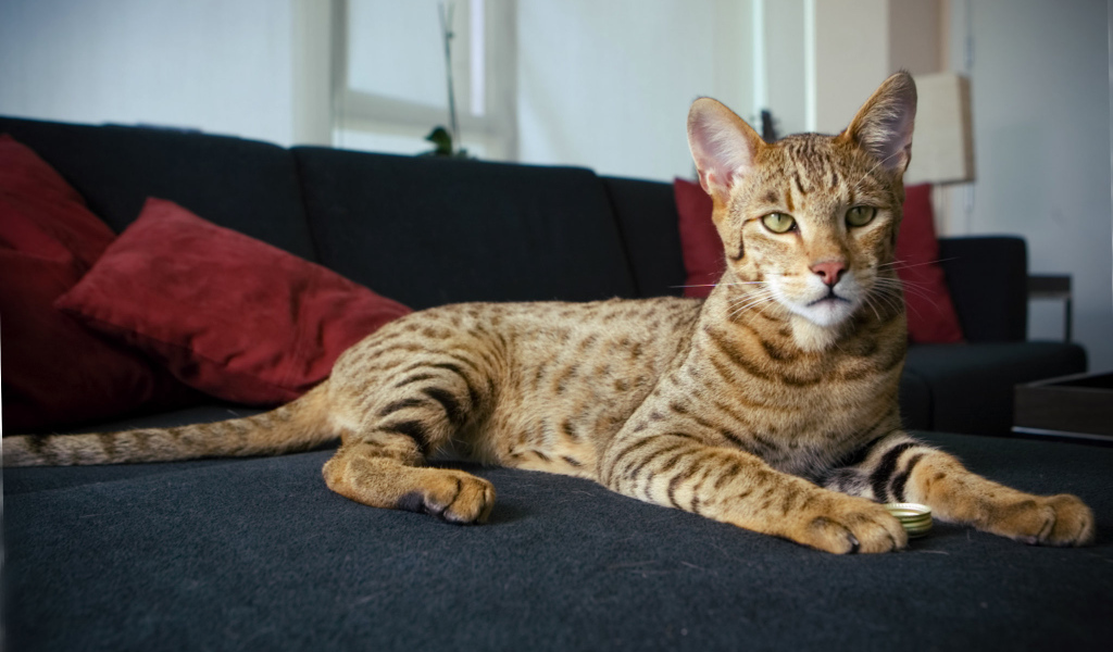 Гордая кошка саванна