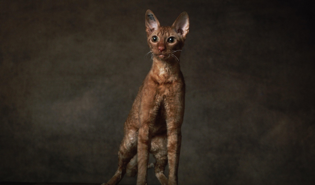 Породистый корниш рекс