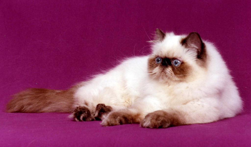 Породистая гималайская кошка