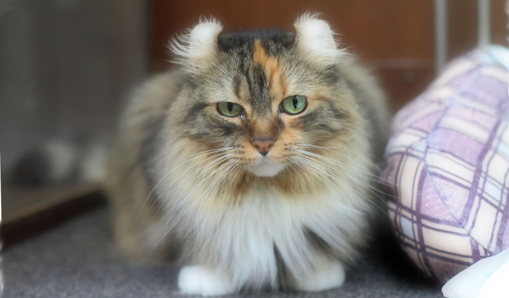 Породистый кот американский керл