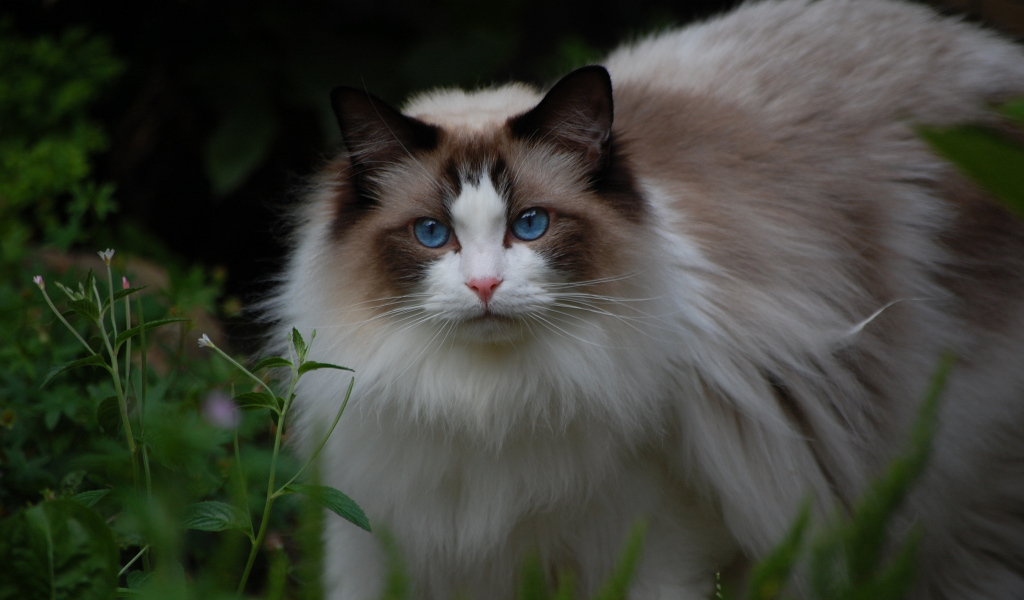 Кошка рэгдолл на природе