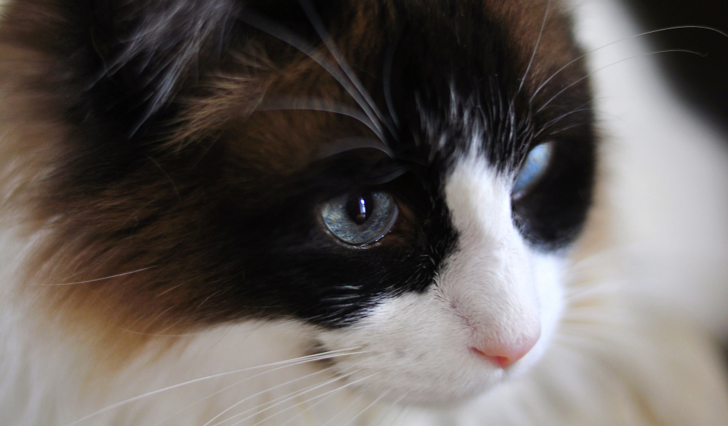 Мордочка кота рэгдолл