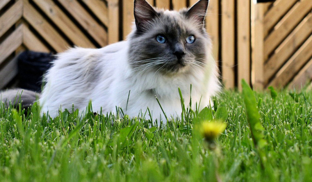 Кот рэгдолл на траве