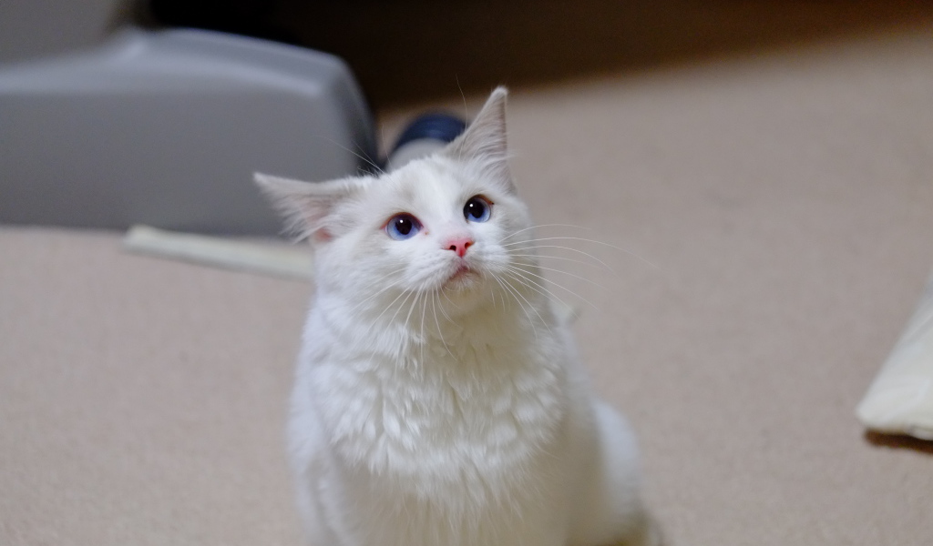 Рэгдолл смотрит вверх