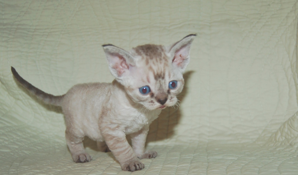 Красноглазый котенок девон-рекс