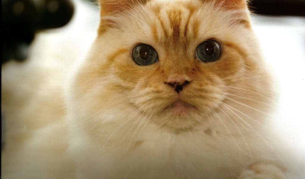 Рыжая гималайская кошка