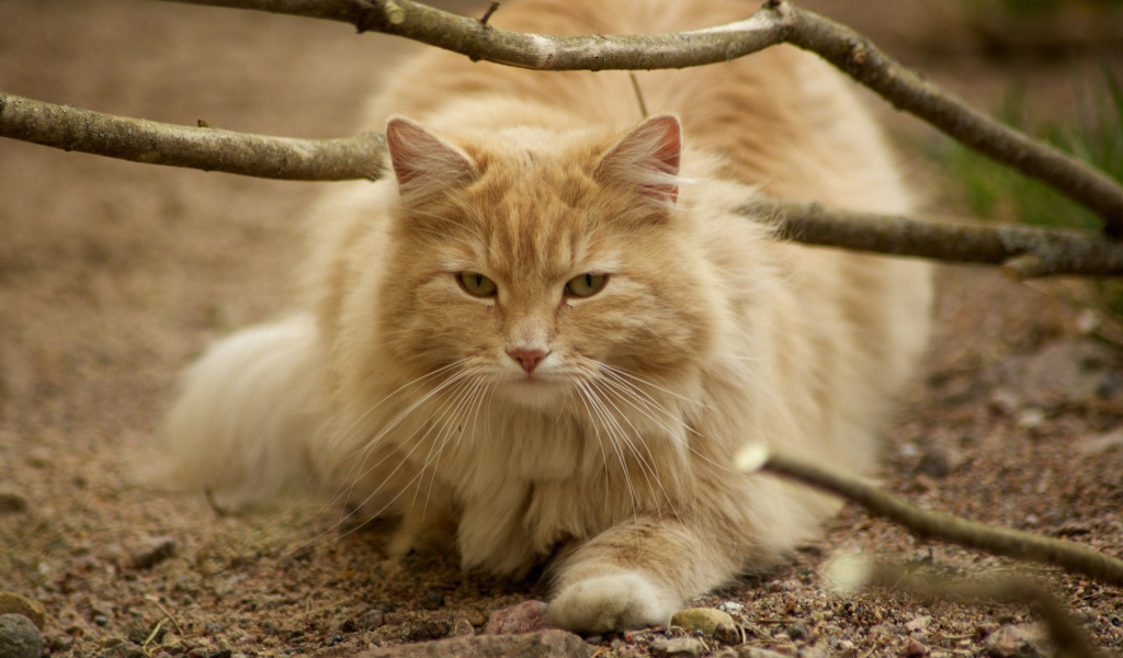 Рыжая норвежская лесная кошка на природе