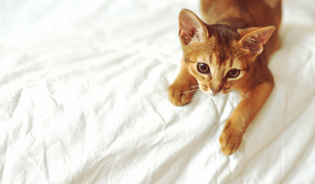 Рыжий абиссинский котенок