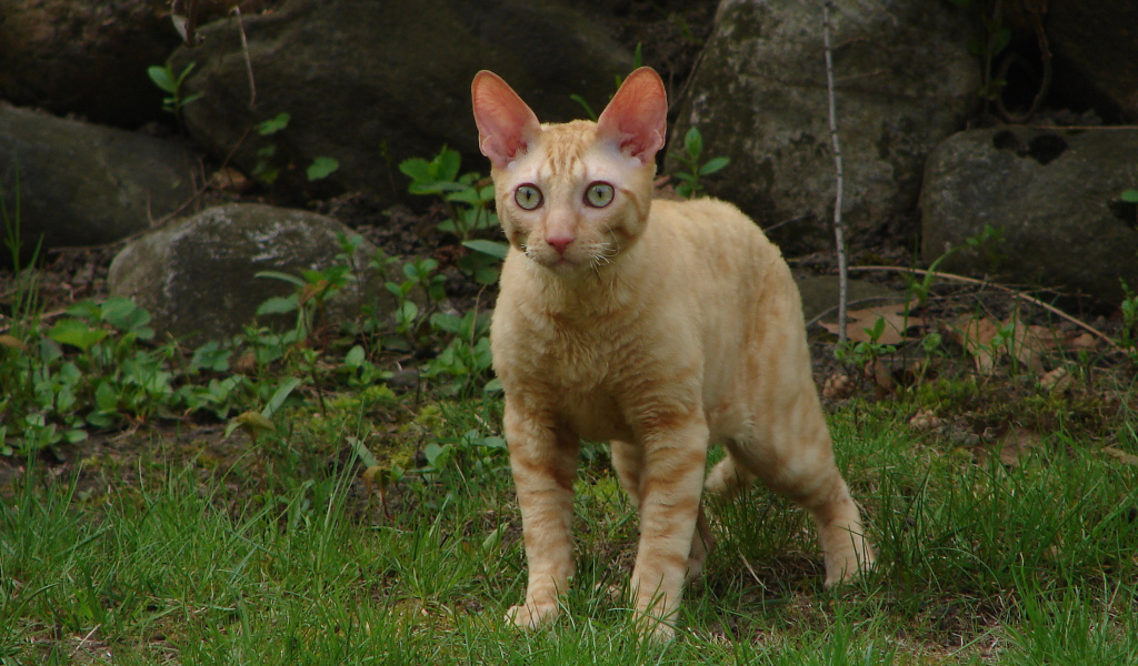 Рыжий кот корниш рекс на траве