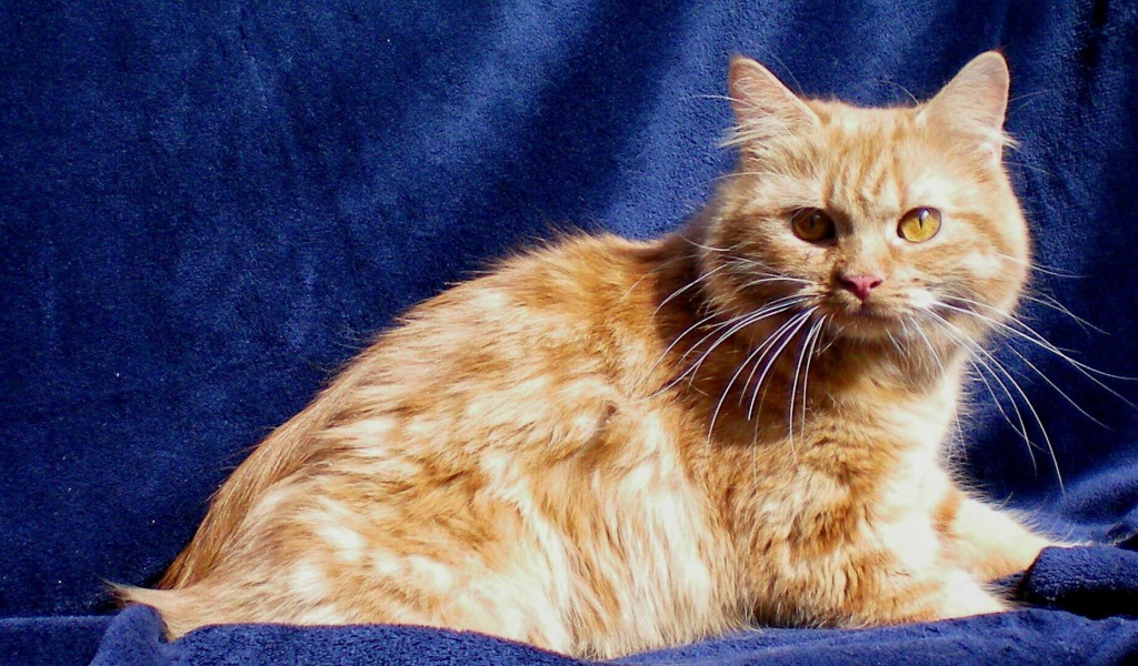 Рыжий кот кимрик