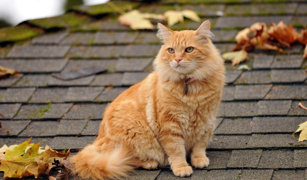 Рыжий кот сидит на крыше