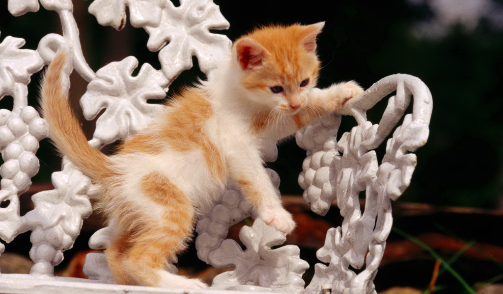 Рыжий котенок на белой скамейке