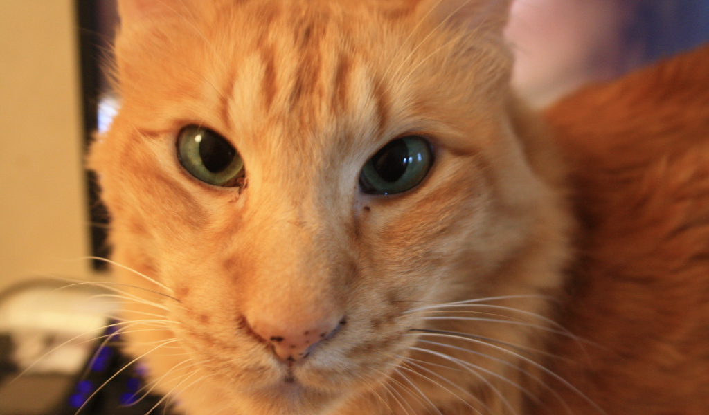 Рыжий ориентальный длинношерстный кот