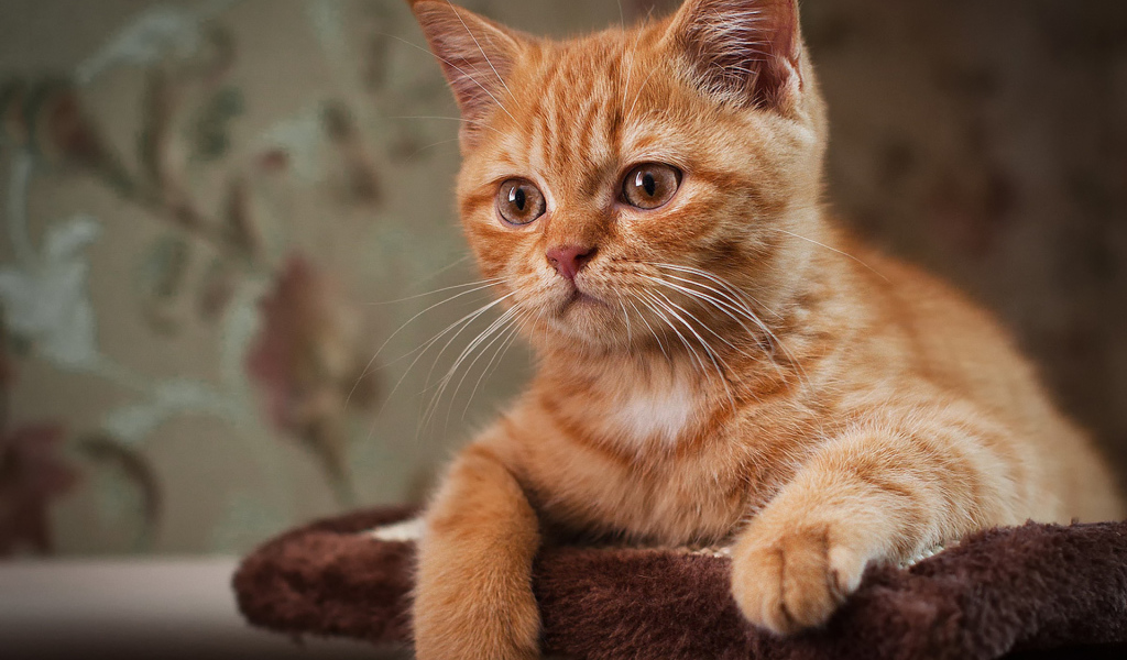 Рыжий усатый кот