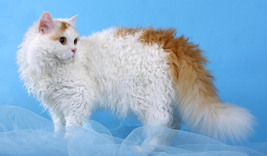 Бело рыжий селкирк рекс