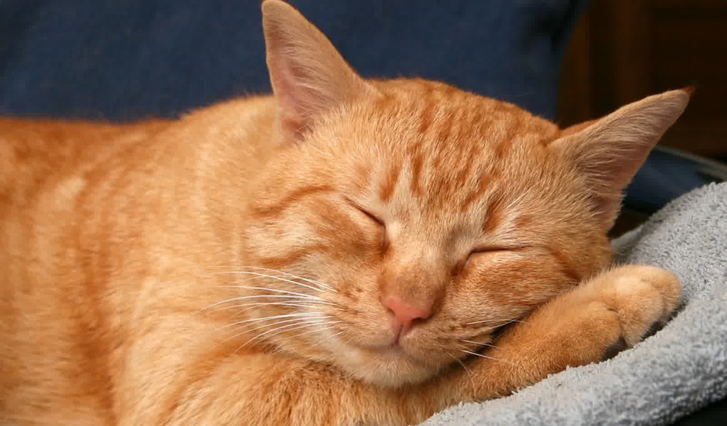 Рыжая американская жесткошерстная кошка