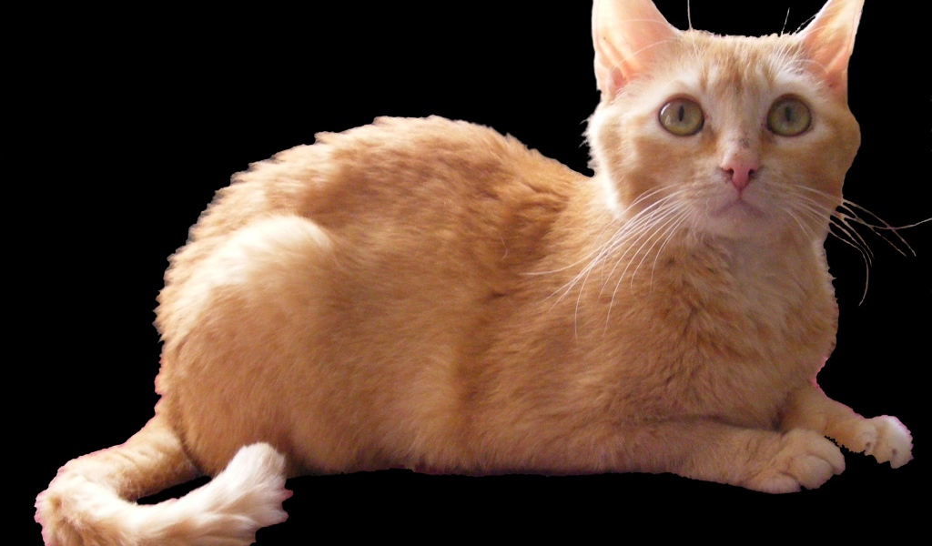 Рыжий немецкий рекс