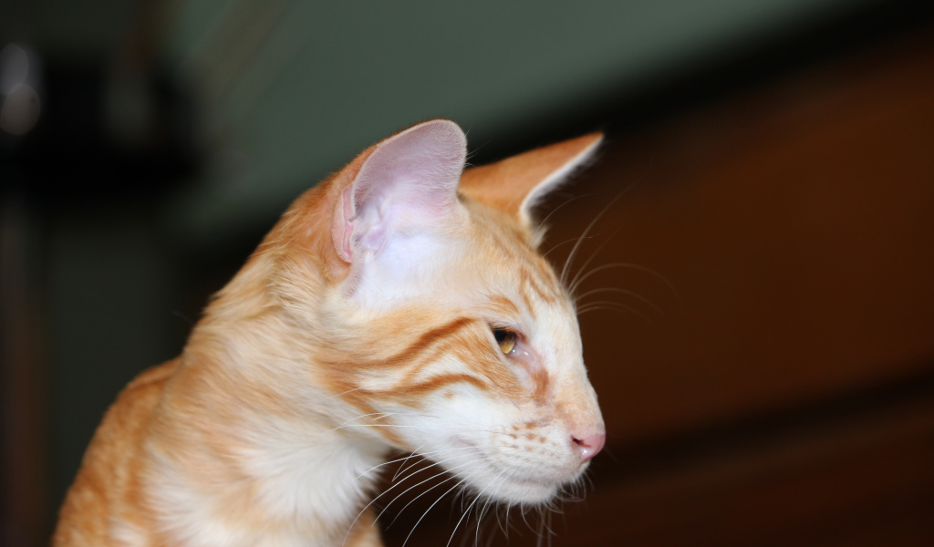 Рыжая мордочка ориентальной длинношерстной кошки