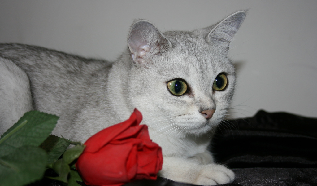 Роза и бурмилла