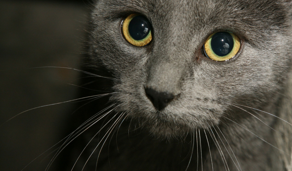 Глаза русской голубой кошки