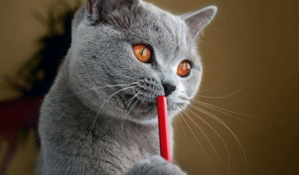 Русская голубая кошка с карандашом