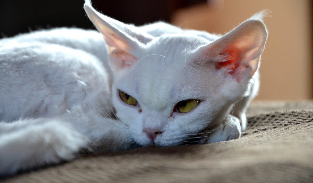 Грустный девон-рекс