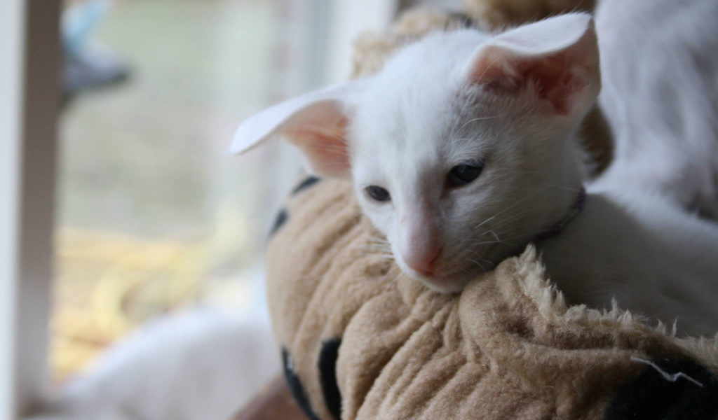 Грустный форин вайт